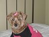 Daisy Doo celebrating her 6th birthday today!-pixie-221-600-x-450-.jpg