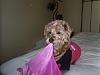 Daisy Doo celebrating her 6th birthday today!-pixie-203-600-x-450-.jpg