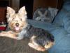 I might be getting another yorkie-att2-512-x-384-.jpg