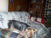 I might be getting another yorkie-att3-512-x-384-.jpg