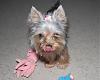 Yorkie Coats, Colors, Growth Chart Discussion-dsc_5100yt.jpg