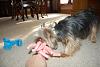 Yorkie Coats, Colors, Growth Chart Discussion-dsc_5115yt.jpg