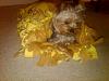 Our new Snuggle Sac from The Phantom Phleece Co!-ymbed6.jpg