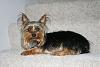 To be or not to be a Yorkie-img_2744.jpg