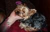 Meet our new foster yorkie Katie!-p1000355.jpg