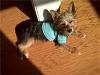 Buying a 4 Pound yorkie? anyone have pics of one that size?-axel-sun.jpg
