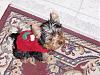Buying a 4 Pound yorkie? anyone have pics of one that size?-pa1700342.jpg