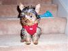 Buying a 4 Pound yorkie? anyone have pics of one that size?-pa1700272.jpg