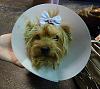 Meet our new foster yorkie Katie!-p1000582.jpg