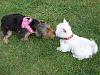 Does anyone have a fourche terrier? 1/2 Yorkie 1/2 Westie-jezebel-georgie-001.jpg