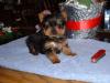 New Puppy? Let me know what you think-girl-puppy.jpg
