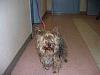 OMG My Rmmate Abused My Shelter Rescue Yesterday!-a675539.001.d.jpg
