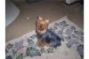 Do I really have a full bred yorkie?-100_0604.jpg