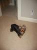 Do I really have a full bred yorkie?-jessica.jpg