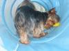 Do I really have a full bred yorkie?-jessica4.jpg
