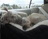 Car seats for pups, need recommendations.-photo_041109_002.jpg