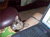 what is your yorkie doing while you are online?-computer-help.jpg