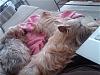 what is your yorkie doing while you are online?-dogpile.jpg