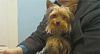 Help! Question-yorkie-pic-2.jpg