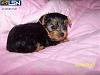 Help! Question-yorkie-lebanon.jpg