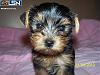 Help! Question-yorki-lebanon-2.jpg