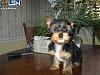 Help! Question-male-yorkie-350.jpg