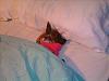 my yorkie creeps into my bed!-509937351c.jpg