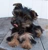 Another newbie-New Yorkie In Texas-bellatonguepost.jpg