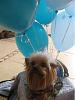 My baby is missing. I dont know what to do!???-3rdbdaycookiesit.jpg