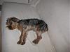 Yorkie's hair: Short or Long-derby-064.jpg