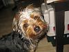 Yorkie's hair: Short or Long-derby-068.jpg