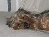 Yorkie's hair: Short or Long-derby-069.jpg