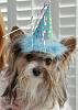 When is your Yorkie's birthday?-partyboymaxsmall.jpg