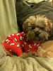 Yorkie-poo-pjs.jpg