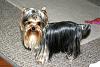 Yorkie's hair: Short or Long-rio1yr.jpg