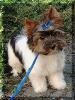 Confused - some very rare Yorkie??-homer-3-months.jpg