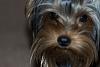 Amazing Yorkies Anyone?-miacloseup.jpg