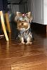 Amazing Yorkies Anyone?-p1133726.jpg