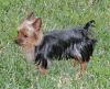 My baby is missing. I dont know what to do!???-shadow-032510.jpg