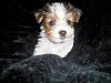 Parti Puppies litter of 9-wings-2-.jpg