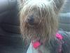 Before and after pics of rescued yorkies-img00053.jpg