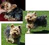 Before and after pics of rescued yorkies-katiesc10res.jpg