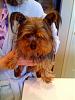 Before and after pics of rescued yorkies-camden1.jpg