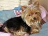 Does Fiona not look like a yorkie???!-fiona-bed-after-hair-cut.jpg