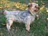 Identity Crisis...Yorkie or Silky?-henrys-first-days-037.jpg