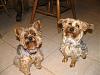 Identity Crisis...Yorkie or Silky?-henry-charlie2.jpg