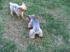Identity Crisis...Yorkie or Silky?-henrys-first-days-013.jpg