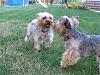 Identity Crisis...Yorkie or Silky?-henrys-first-days-032.jpg