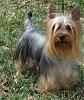 Identity Crisis...Yorkie or Silky?-silk291.jpg