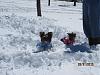 my babies playing in the snow-img_0288.jpg